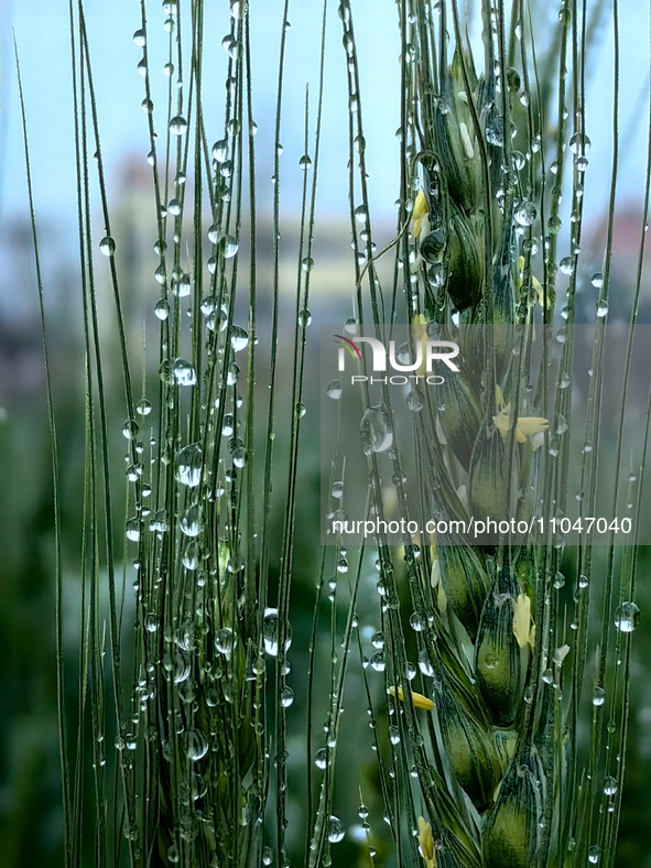 Dew drops are glistening on wheat at a grain plantation of Lavender Manor in Laibin, China, on March 4, 2024. 