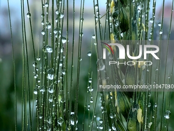 Dew drops are glistening on wheat at a grain plantation of Lavender Manor in Laibin, China, on March 4, 2024. (