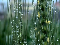 Dew drops are glistening on wheat at a grain plantation of Lavender Manor in Laibin, China, on March 4, 2024. (