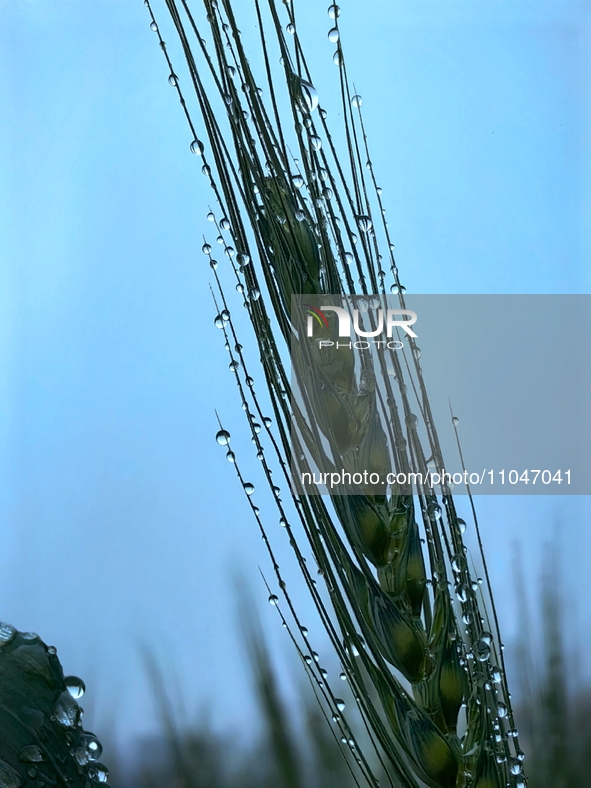 Dew drops are glistening on wheat at a grain plantation of Lavender Manor in Laibin, China, on March 4, 2024. 