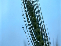 Dew drops are glistening on wheat at a grain plantation of Lavender Manor in Laibin, China, on March 4, 2024. (