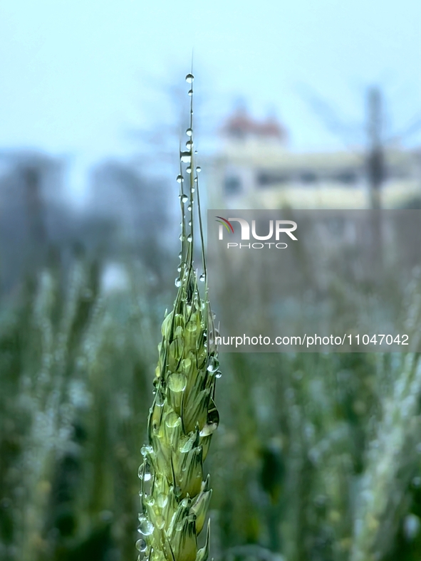 Dew drops are glistening on wheat at a grain plantation of Lavender Manor in Laibin, China, on March 4, 2024. 