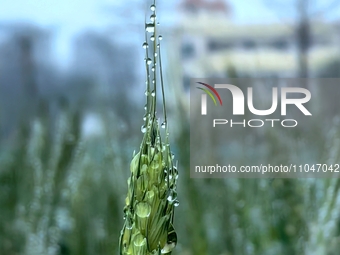 Dew drops are glistening on wheat at a grain plantation of Lavender Manor in Laibin, China, on March 4, 2024. (