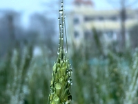 Dew drops are glistening on wheat at a grain plantation of Lavender Manor in Laibin, China, on March 4, 2024. (