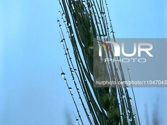 Dew drops are glistening on wheat at a grain plantation of Lavender Manor in Laibin, China, on March 4, 2024. (