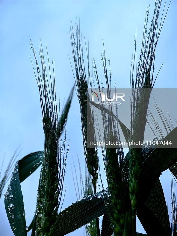 Dew drops are glistening on wheat at a grain plantation of Lavender Manor in Laibin, China, on March 4, 2024. 