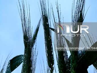 Dew drops are glistening on wheat at a grain plantation of Lavender Manor in Laibin, China, on March 4, 2024. (