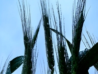 Dew drops are glistening on wheat at a grain plantation of Lavender Manor in Laibin, China, on March 4, 2024. (