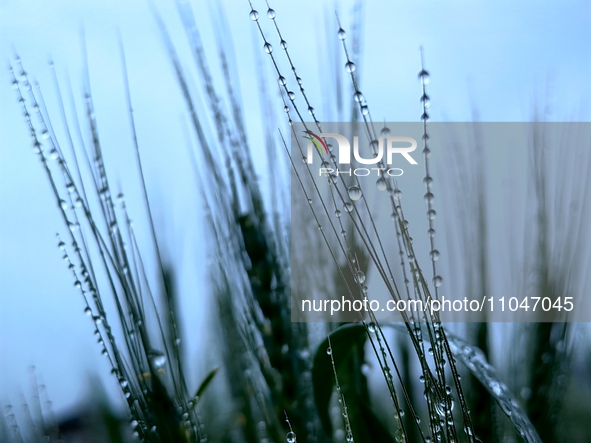 Dew drops are glistening on wheat at a grain plantation of Lavender Manor in Laibin, China, on March 4, 2024. 