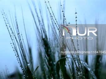 Dew drops are glistening on wheat at a grain plantation of Lavender Manor in Laibin, China, on March 4, 2024. (