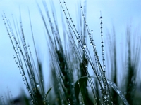 Dew drops are glistening on wheat at a grain plantation of Lavender Manor in Laibin, China, on March 4, 2024. (