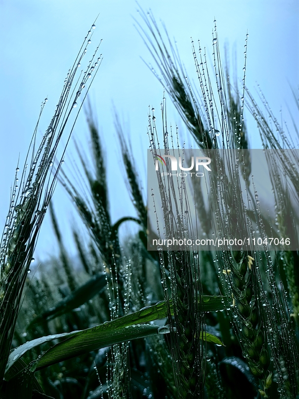 Dew drops are glistening on wheat at a grain plantation of Lavender Manor in Laibin, China, on March 4, 2024. 