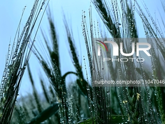 Dew drops are glistening on wheat at a grain plantation of Lavender Manor in Laibin, China, on March 4, 2024. (