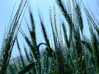 Dew drops are glistening on wheat at a grain plantation of Lavender Manor in Laibin, China, on March 4, 2024. (