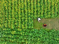 Villagers are working in a field in Shengli Village, Zhongtang Town, Qianjiang District, in Chongqing, China, on March 4, 2024. (