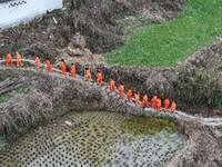 Female volunteer members are walking on the road for forest protection in Jinpin, China, on March 5, 2024. (