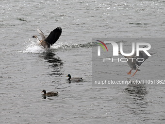 Migratory birds are flying over the Hunhe River in Shenyang, China, on March 5, 2024. (