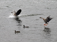 Migratory birds are flying over the Hunhe River in Shenyang, China, on March 5, 2024. (