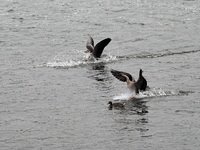 Migratory birds are flying over the Hunhe River in Shenyang, China, on March 5, 2024. (