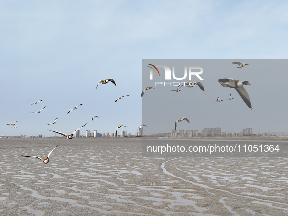 Common Shelducks and Pied Avocets are flying in the sky at a coastal wetland in Lianyungang, China, on March 6, 2024. 