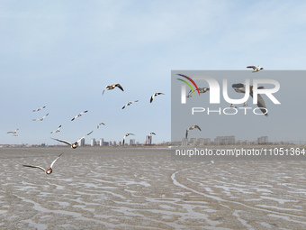 Common Shelducks and Pied Avocets are flying in the sky at a coastal wetland in Lianyungang, China, on March 6, 2024. (