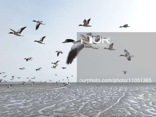 Common Shelducks and Pied Avocets are flying in the sky at a coastal wetland in Lianyungang, China, on March 6, 2024. 