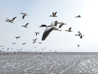 Common Shelducks and Pied Avocets are flying in the sky at a coastal wetland in Lianyungang, China, on March 6, 2024. (