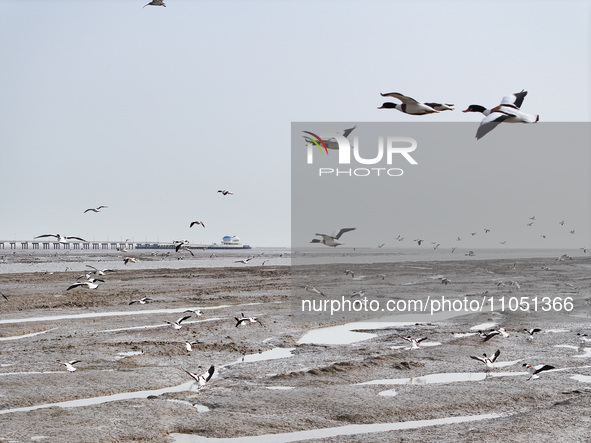 Common Shelducks and Pied Avocets are flying in the sky at a coastal wetland in Lianyungang, China, on March 6, 2024. 