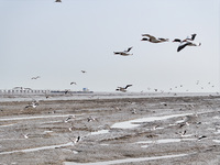 Common Shelducks and Pied Avocets are flying in the sky at a coastal wetland in Lianyungang, China, on March 6, 2024. (