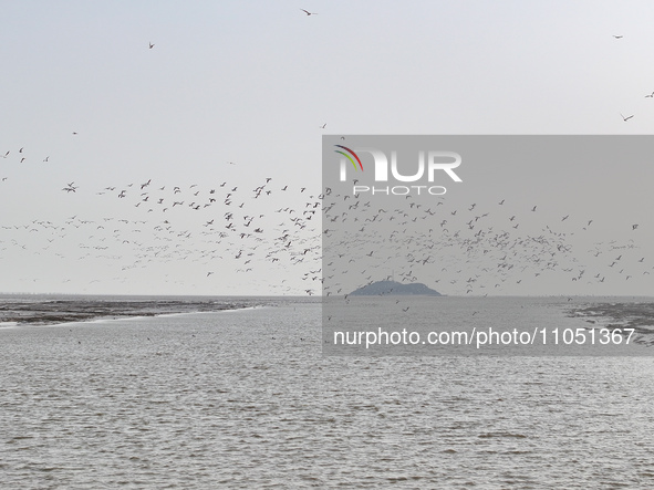 Common Shelducks and Pied Avocets are flying in the sky at a coastal wetland in Lianyungang, China, on March 6, 2024. 