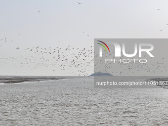 Common Shelducks and Pied Avocets are flying in the sky at a coastal wetland in Lianyungang, China, on March 6, 2024. (