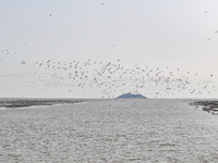 Common Shelducks and Pied Avocets are flying in the sky at a coastal wetland in Lianyungang, China, on March 6, 2024. (