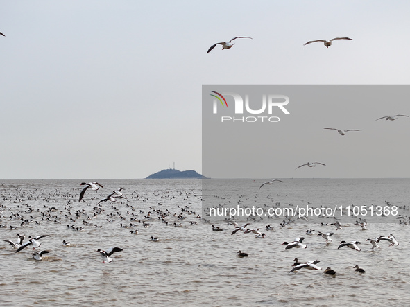 Common Shelducks and Pied Avocets are flying in the sky at a coastal wetland in Lianyungang, China, on March 6, 2024. 