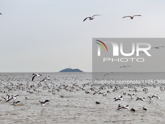 Common Shelducks and Pied Avocets are flying in the sky at a coastal wetland in Lianyungang, China, on March 6, 2024. (