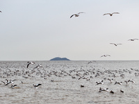 Common Shelducks and Pied Avocets are flying in the sky at a coastal wetland in Lianyungang, China, on March 6, 2024. (