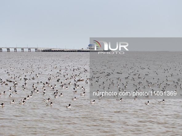 Common Shelducks and Pied Avocets are swimming for food at a coastal wetland in Lianyungang, China, on March 6, 2024. 