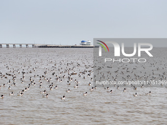 Common Shelducks and Pied Avocets are swimming for food at a coastal wetland in Lianyungang, China, on March 6, 2024. (