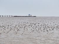 Common Shelducks and Pied Avocets are swimming for food at a coastal wetland in Lianyungang, China, on March 6, 2024. (