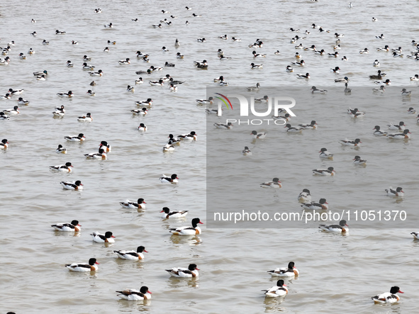 Common Shelducks and Pied Avocets are swimming for food at a coastal wetland in Lianyungang, China, on March 6, 2024. 