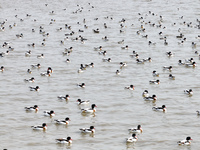 Common Shelducks and Pied Avocets are swimming for food at a coastal wetland in Lianyungang, China, on March 6, 2024. (