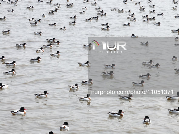 Common Shelducks and Pied Avocets are swimming for food at a coastal wetland in Lianyungang, China, on March 6, 2024. 