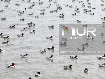 Common Shelducks and Pied Avocets are swimming for food at a coastal wetland in Lianyungang, China, on March 6, 2024. (