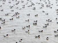 Common Shelducks and Pied Avocets are swimming for food at a coastal wetland in Lianyungang, China, on March 6, 2024. (