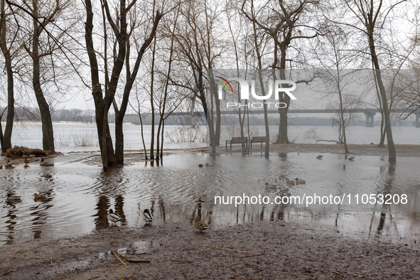 In Kyiv, Ukraine, on March 6, 2024, the area in Natalka Park is flooding due to increased water discharges from the Kyiv Reservoir, followin...