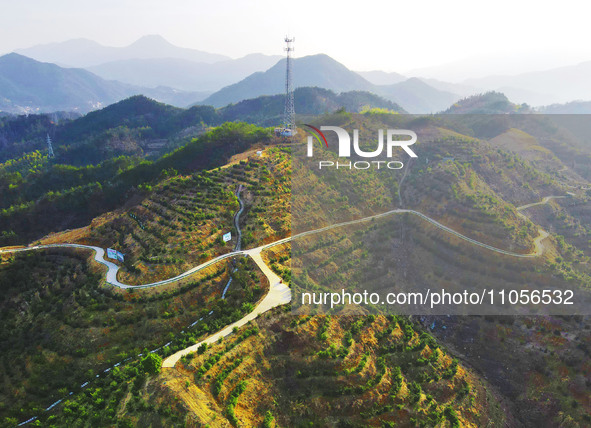 Chinese torreya trees, planted on what was once a barren mountain, are being seen in Anqing, China, on March 8, 2024. 