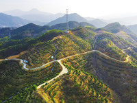 Chinese torreya trees, planted on what was once a barren mountain, are being seen in Anqing, China, on March 8, 2024. (