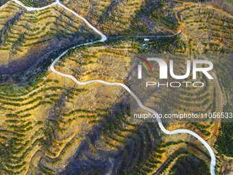 Chinese torreya trees, planted on what was once a barren mountain, are being seen in Anqing, China, on March 8, 2024. (