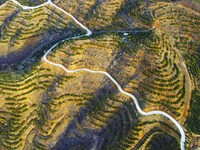 Chinese torreya trees, planted on what was once a barren mountain, are being seen in Anqing, China, on March 8, 2024. (