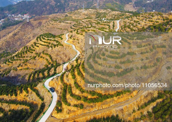 Chinese torreya trees, planted on what was once a barren mountain, are being seen in Anqing, China, on March 8, 2024. 