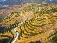 Chinese torreya trees, planted on what was once a barren mountain, are being seen in Anqing, China, on March 8, 2024. (